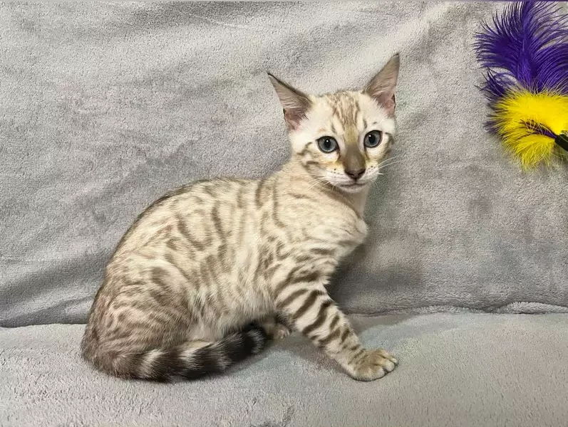 bengal kitten for adoption